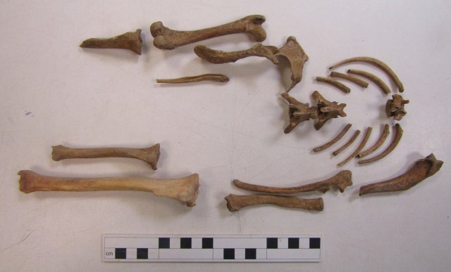 Partial dog burial from early Roman pit. Right tibia compared to typical dog showing shortening of the leg.