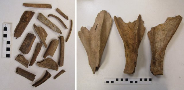 Left – butchered cattle and sheep ribs for stewing. Right – cattle shoulder blades from drying/smoking of meat.