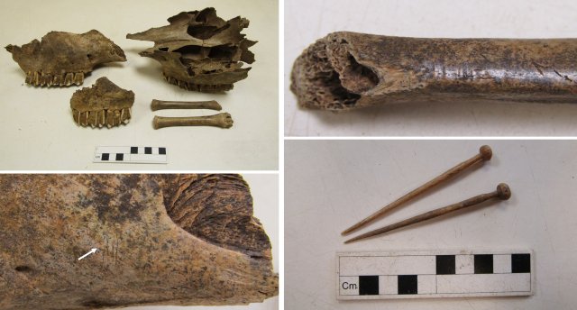 Top left – bone group from early Roman pit showing cattle skulls and polished sheep metapodials. Top right – detail of worn grooves and polishing. Bottom left – detail of skinning marks on cattle skull. Bottom right – bone hairpins from site.