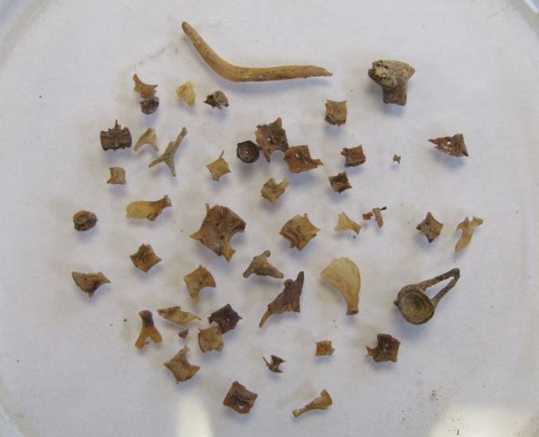 Fish bones from Roman pit.