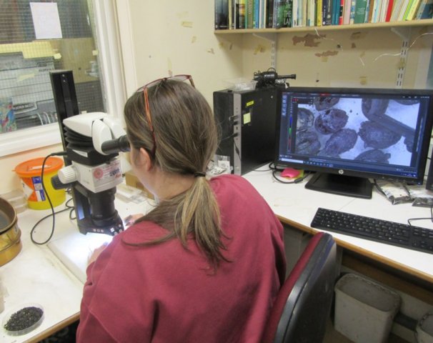 Rachel assesses the flots under the stereo-microscope. The computer is linked to it and pictures what she is seeing. Image: ULAS