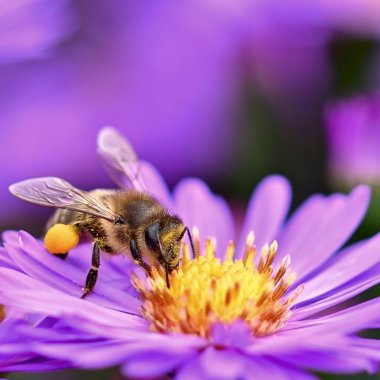 A friend to the Bees